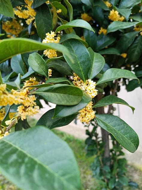 家裡種桂花好嗎|6個桂花照顧小技巧，教你如何種植桂花樹 